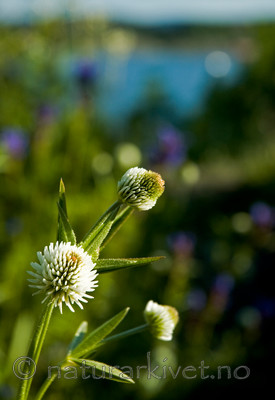 BB 05 0146 / Trifolium montanum / Bakkekløver